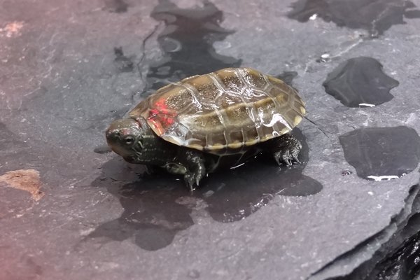 Wasserschildkröten Chinesische Dreikiel Schildkröte