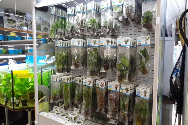 Aquarium Pflanzen im Frische Pack