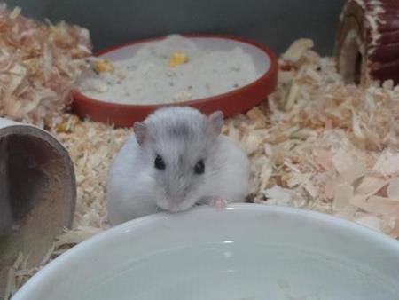 Hamster mit Napf