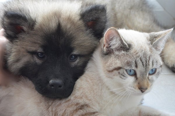 Heimtiergeschäft für Hunde und Katzen