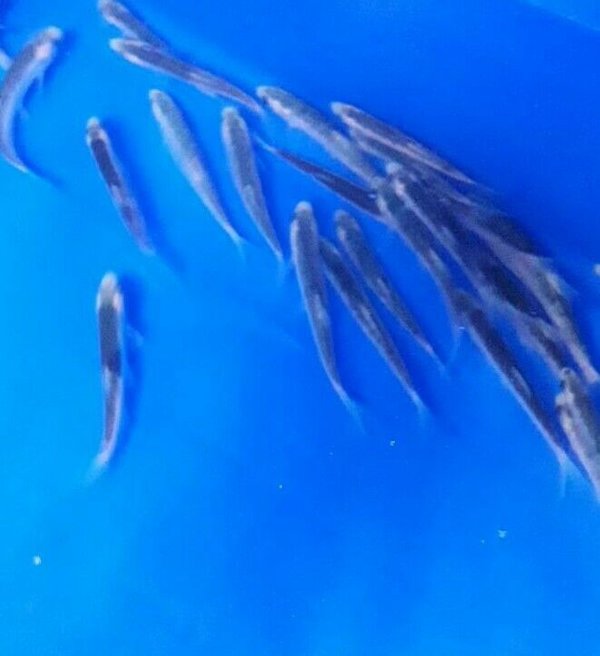 Blaue Orfe  7- 10cm