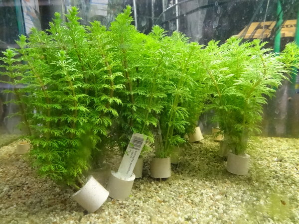 Aquarium Pflanzen im Bund mit 6-10 Einzelpflanzen nur 1,99 €