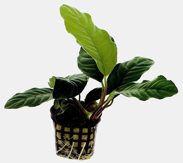 Anubias Coffeefolia - Topf 5cm