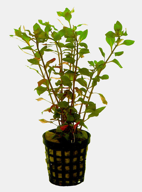 Ludwigia Palustris rot - Topf 5cm