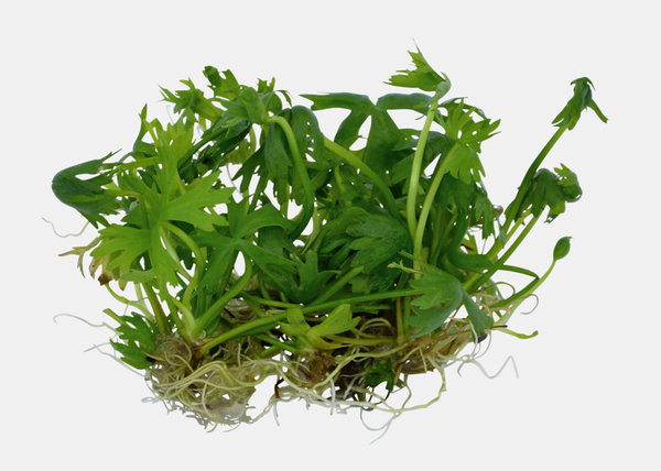 Easy Grow Ranunculus Inundatus In Vitro Nr. 20