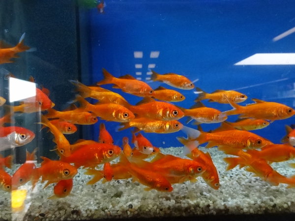 Goldfische 6-10cm