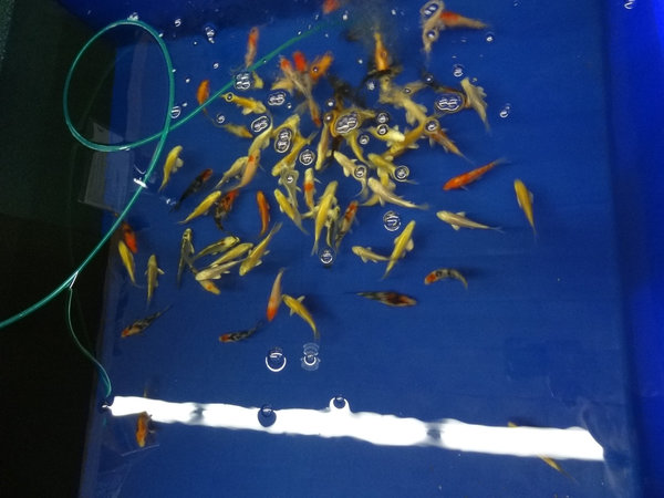 Koi Karpfen Jungfische von 2021 aus Naturteichen